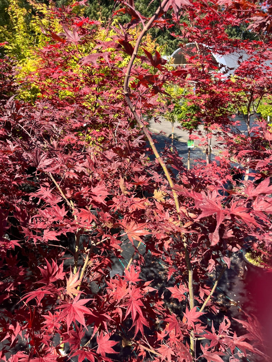 Japanese Maple | Acer palmatum 'Bloodgood' 1G