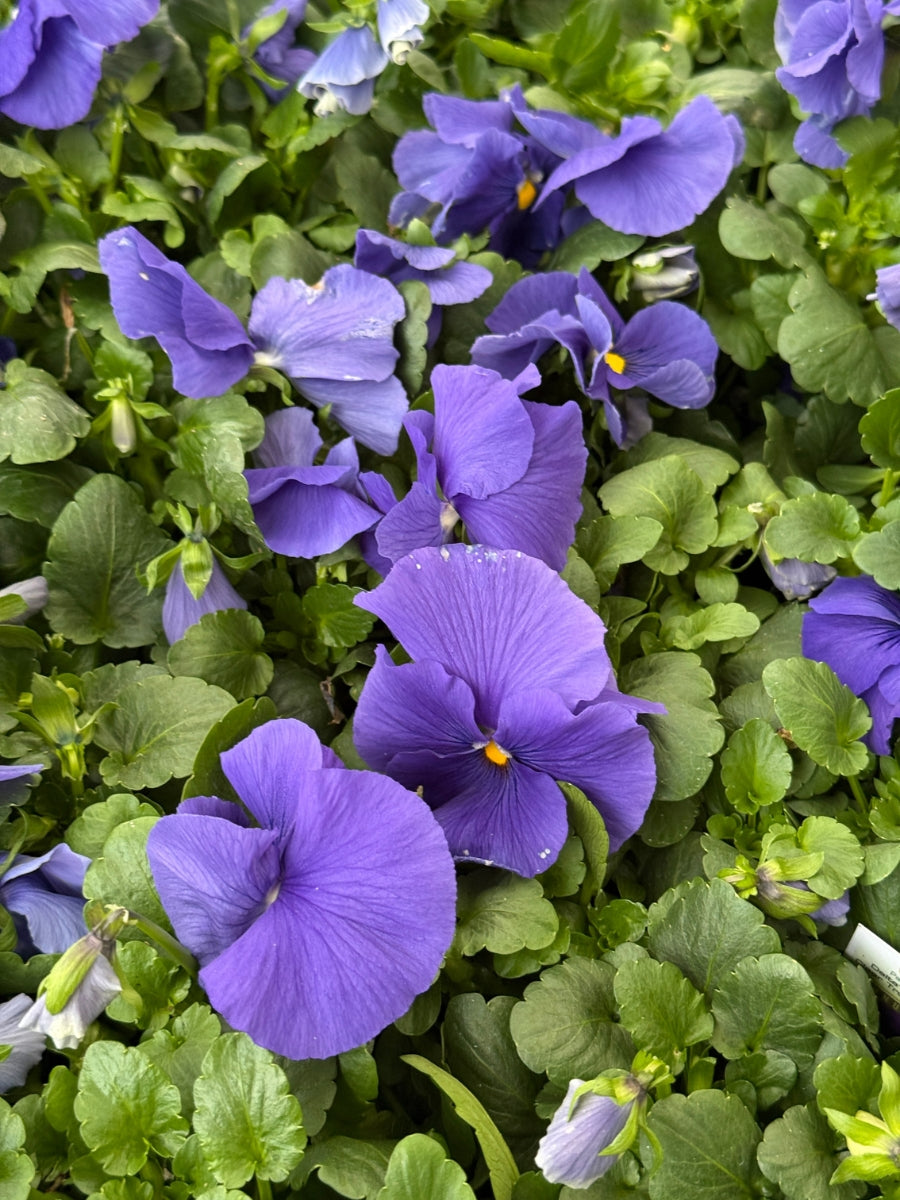 Pansies