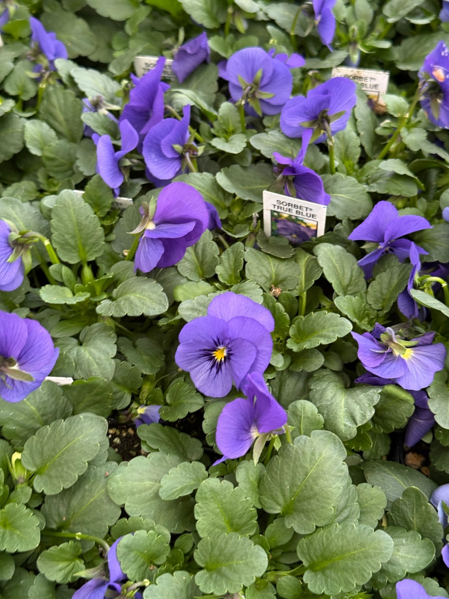 Violas