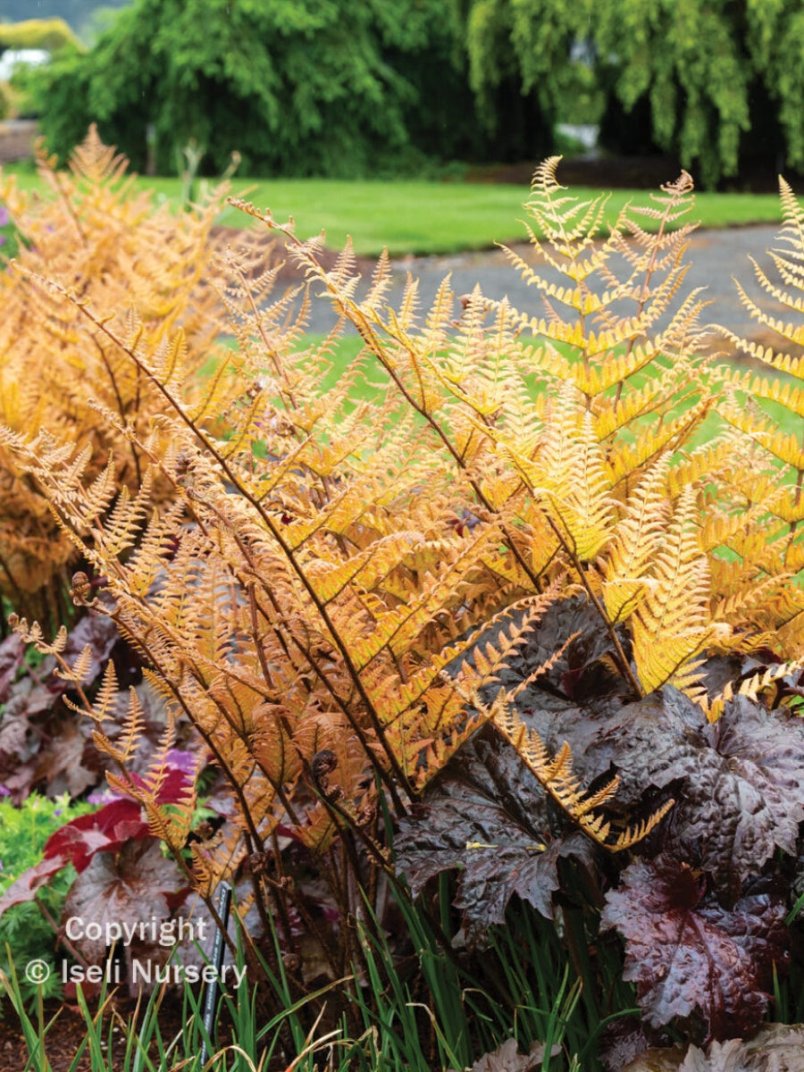 Dryopteris erythrosora 'Brilliance' Autumn Fern Qt.