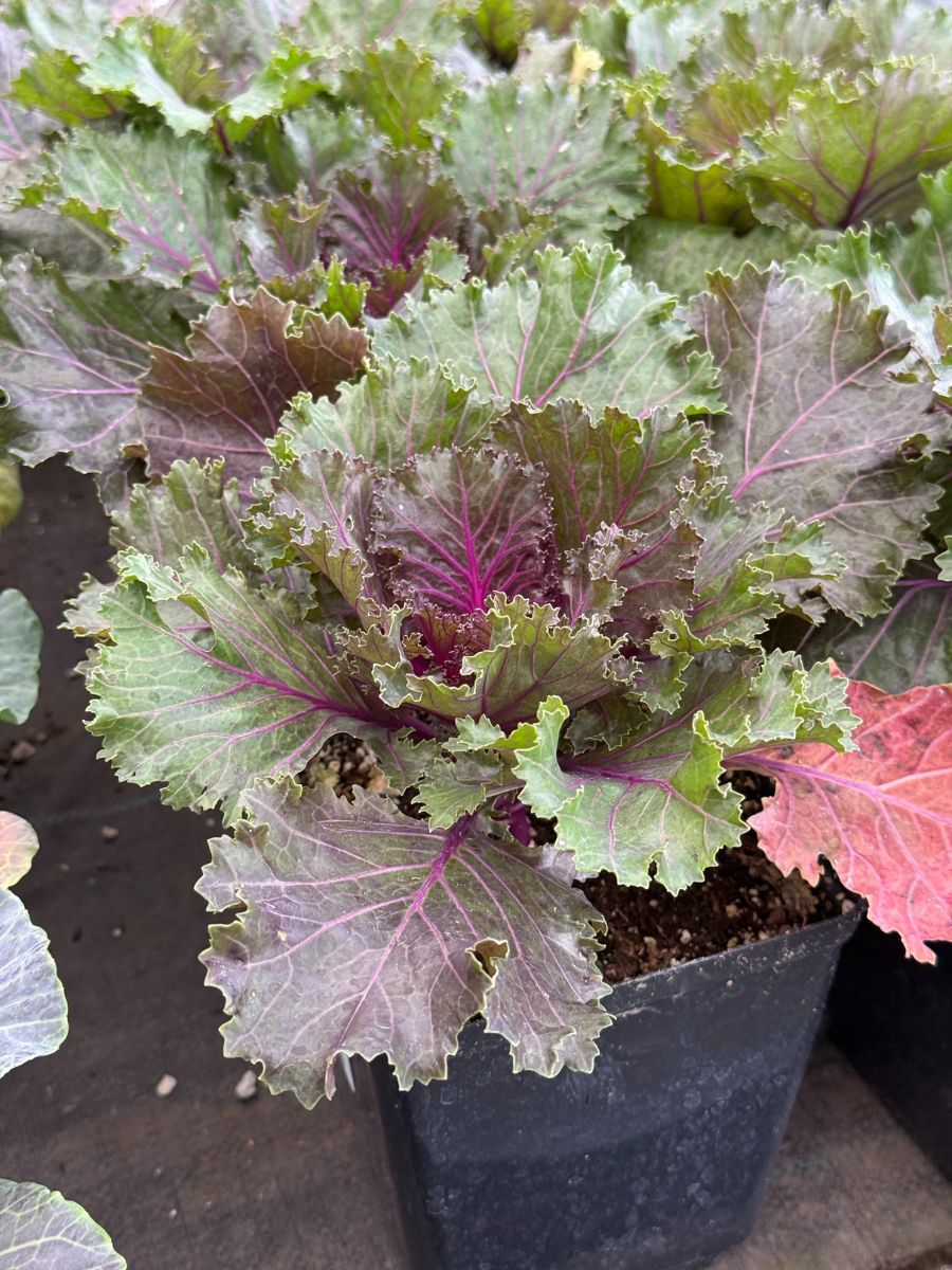 Watson's Greenhouse 
