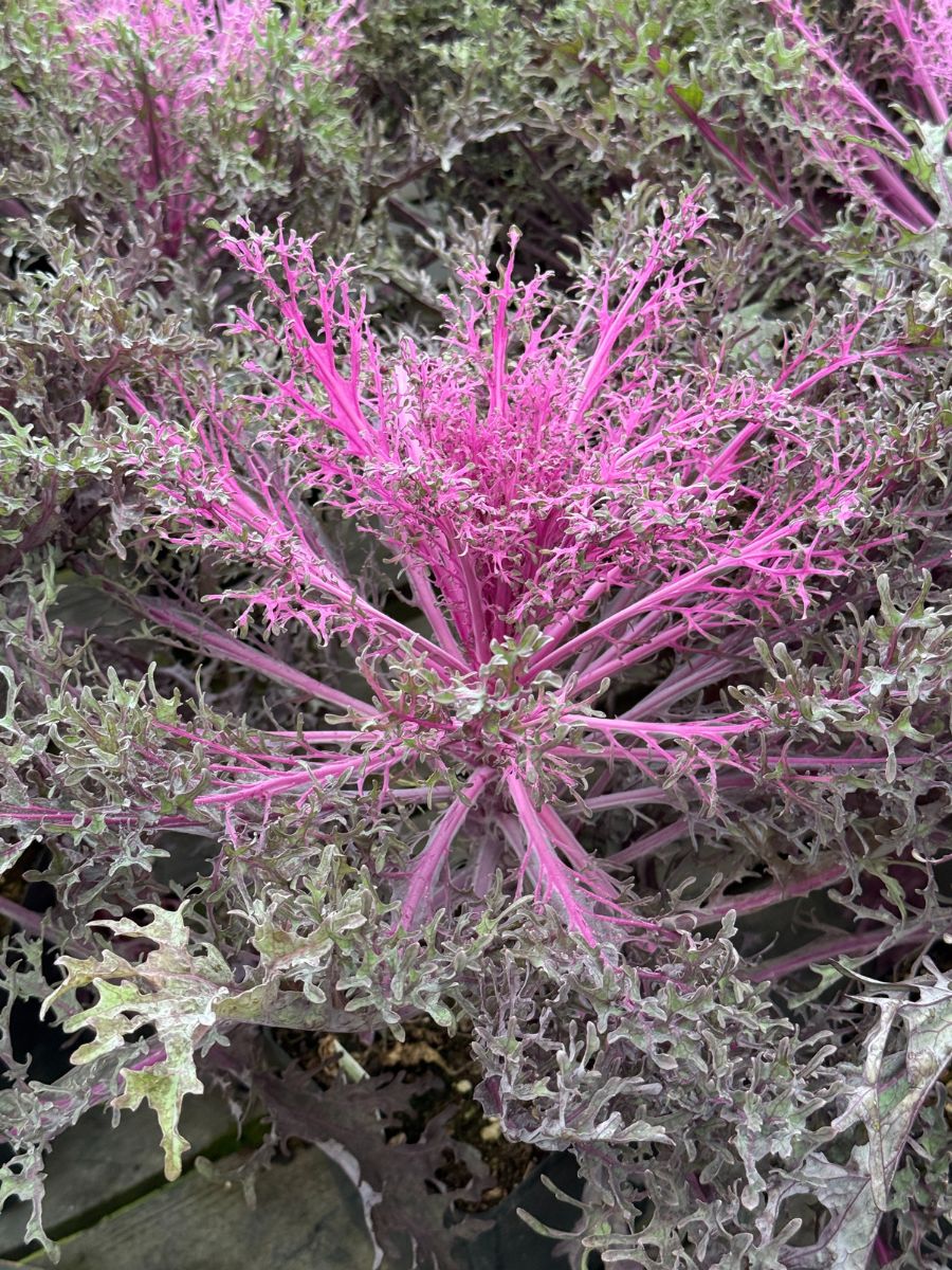 Ornamental Kale 'Peacock Red'