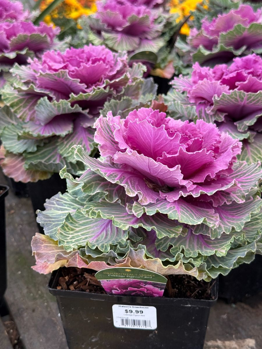 Ornamental Cabbage Kale 'Pigeon Red'