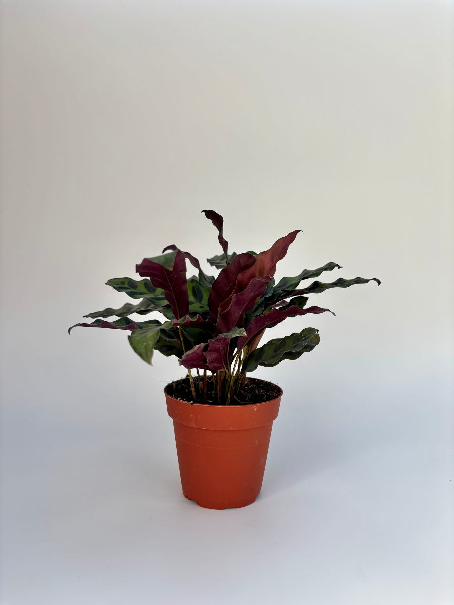 Calathea Rattlesnake Plant