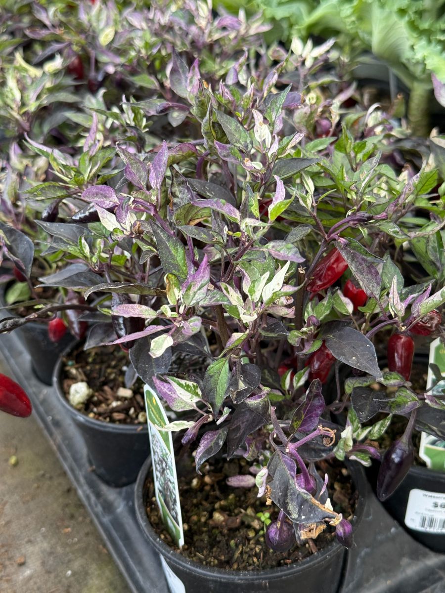Watson's Greenhouse 