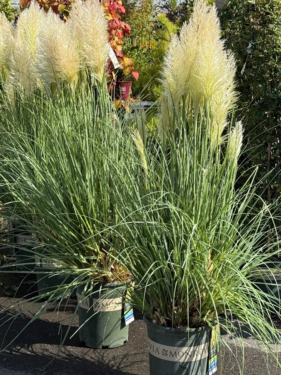 Cortaderia ‘Ivory Feathers’ Dwarf Pampas Grass 5G