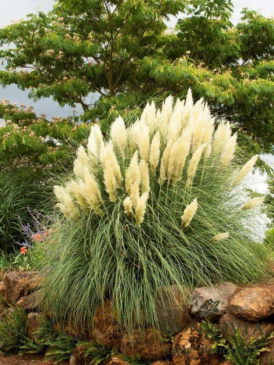Cortaderia ‘Ivory Feathers’ Dwarf Pampas Grass 5G