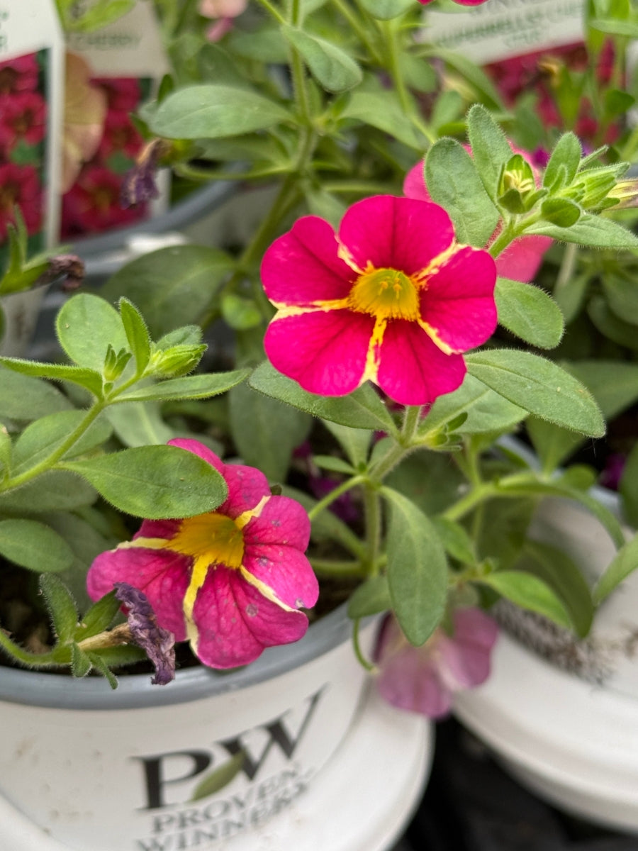 Calibrachoa Superbells® Cherry Star 4.5"