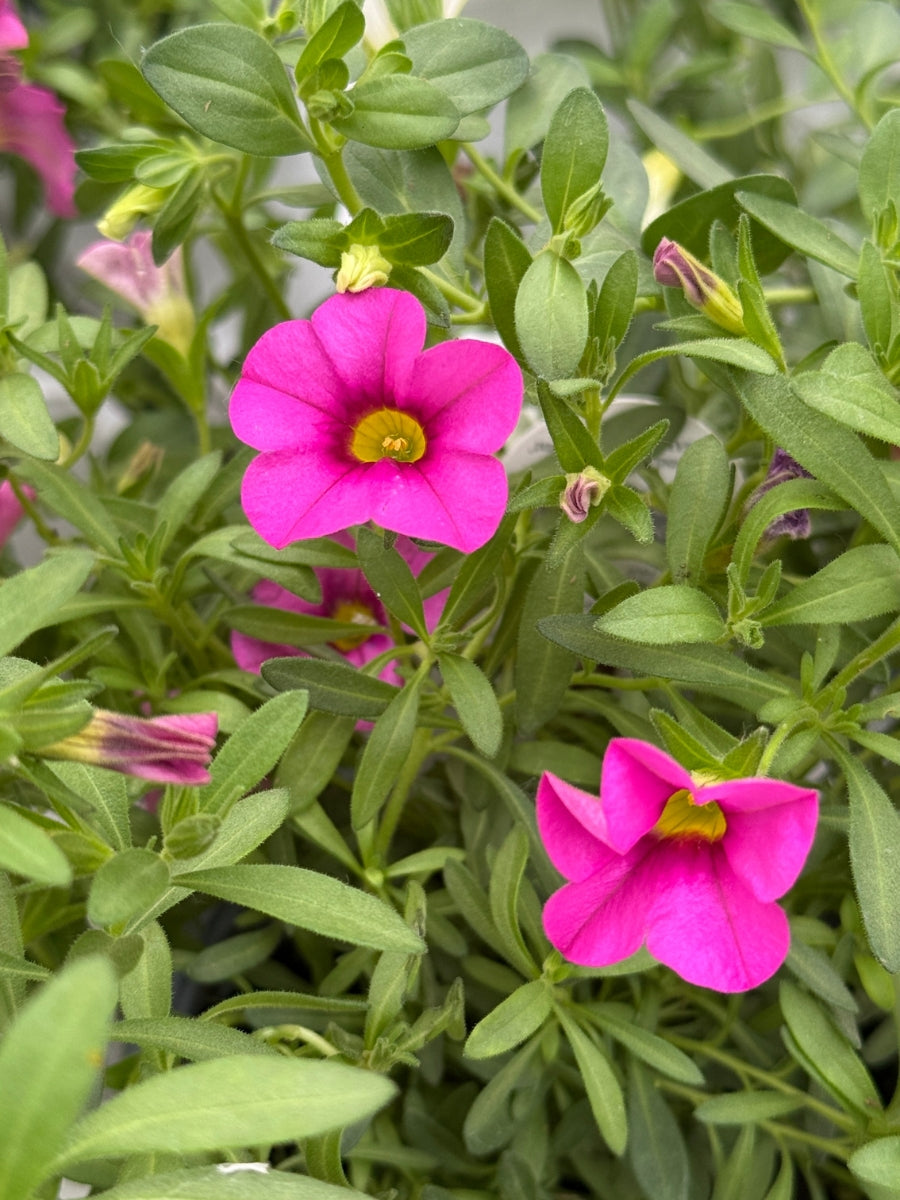 Proven Winners Calibrachoa Superbells®️ Pink™️4.5"