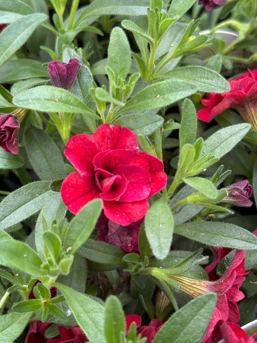 Calibrachoa MiniFamous® Uno Double Red 4''