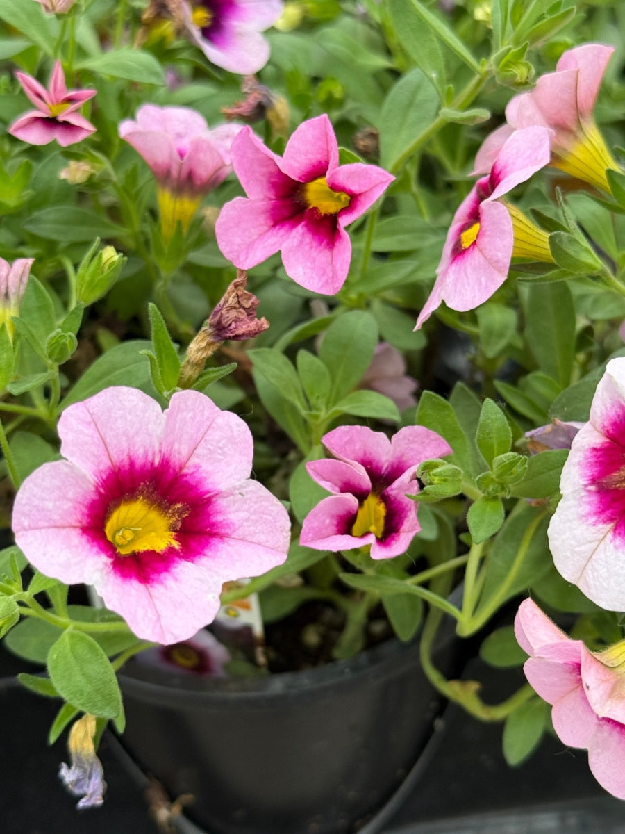 Calibrachoa MiniFamous® Neo Pink+Eye 4"