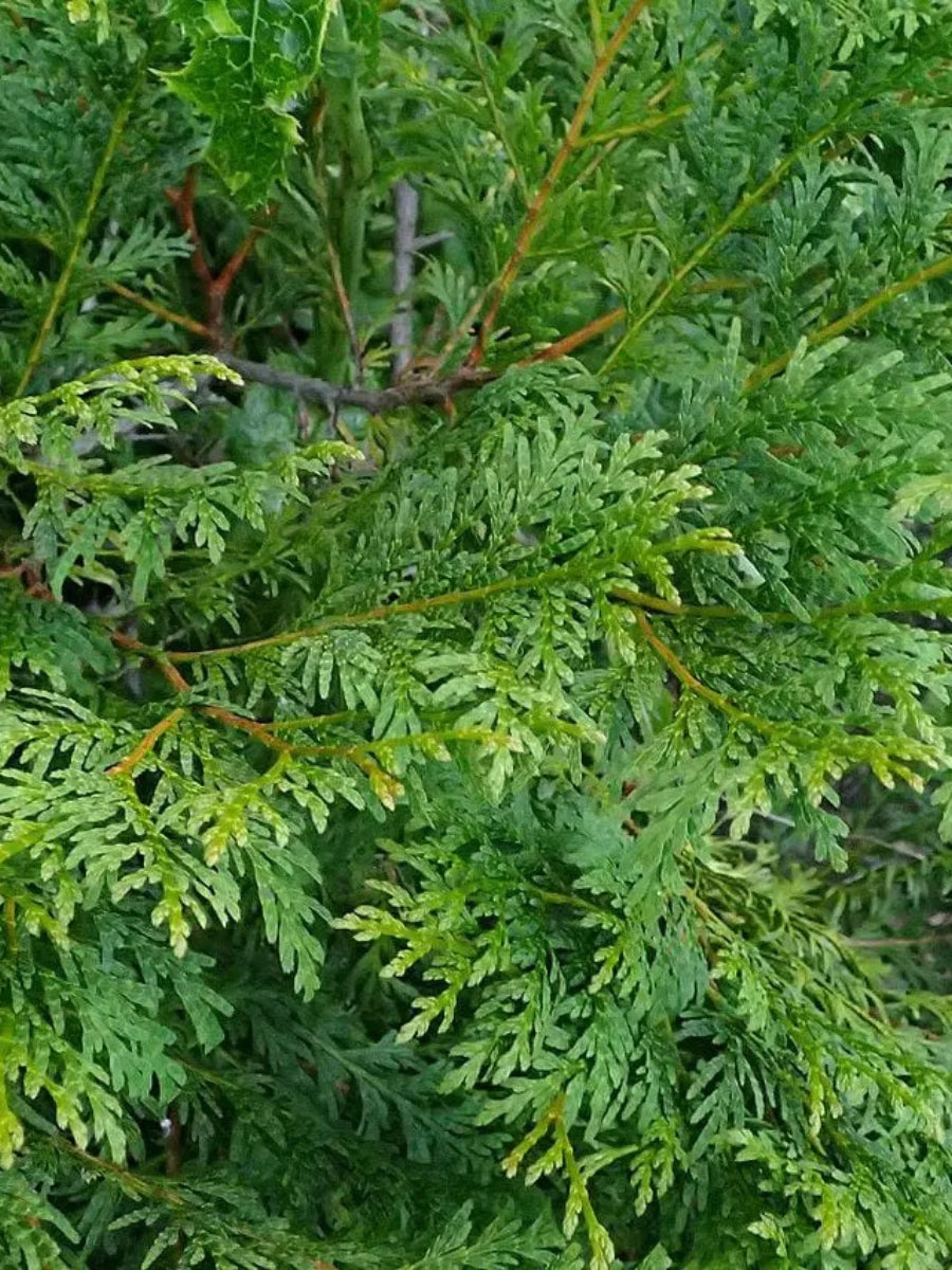 Calocedrus Decurrens