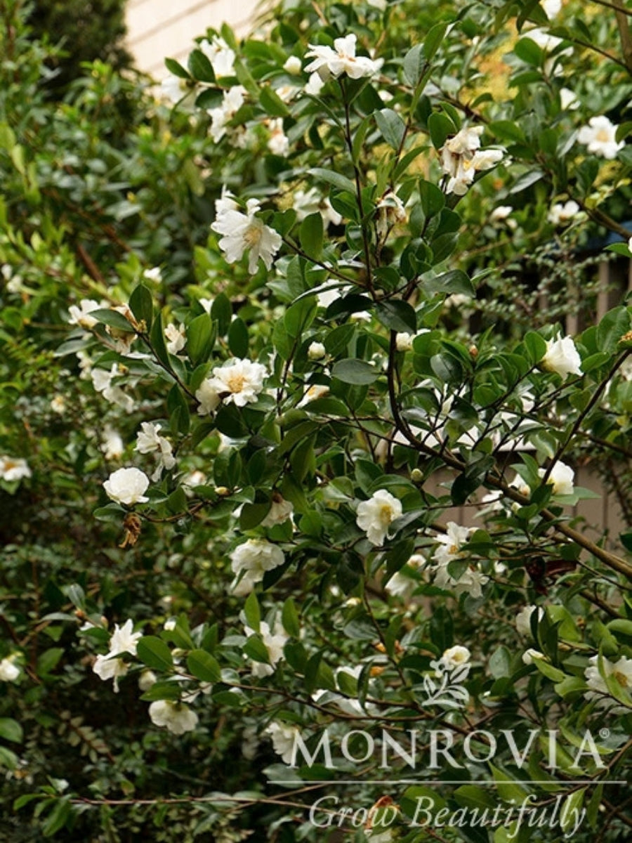 Camellia x 'Winter's Snowman' 5G