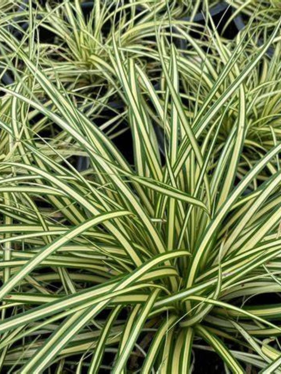 Carex 'Evergold' 1G