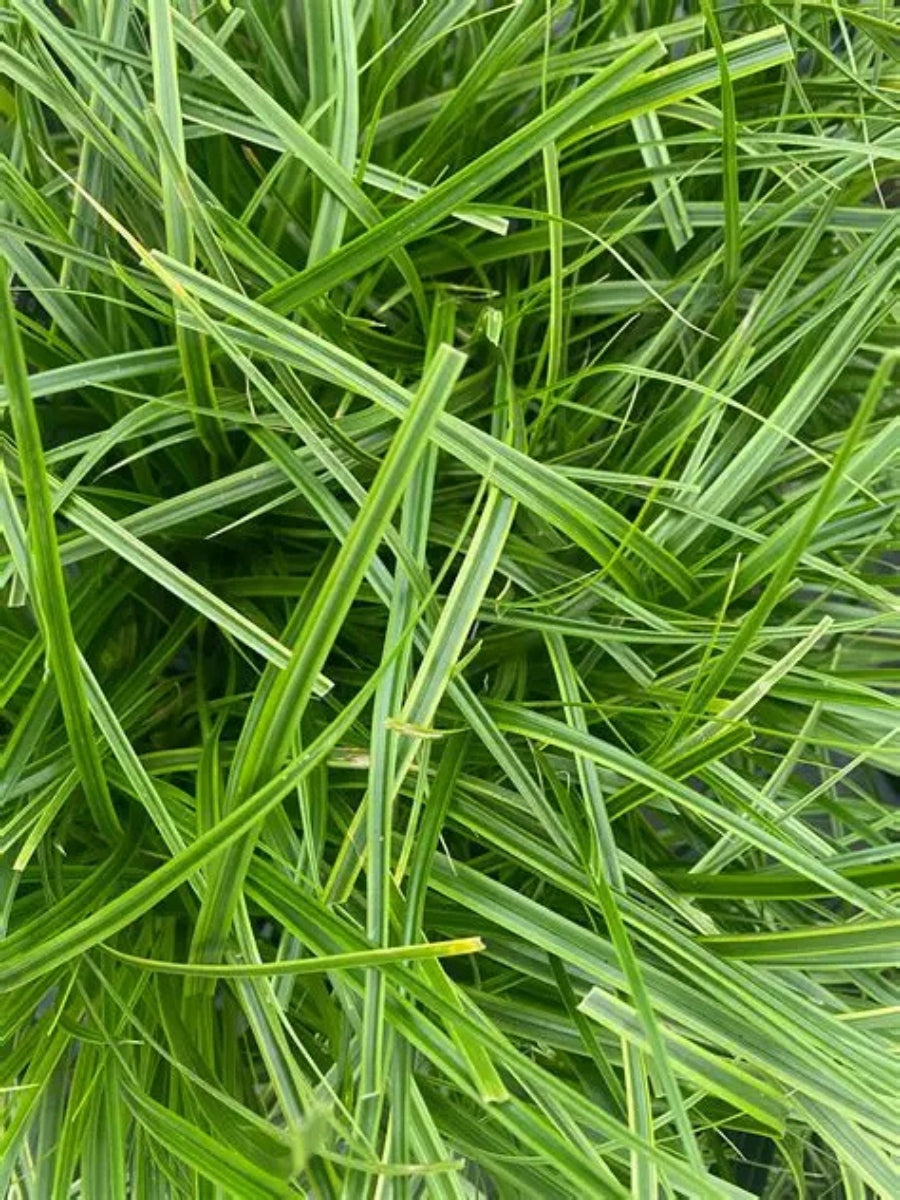 Carex 'Everlime' Qt.