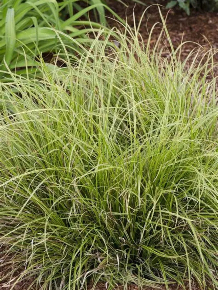 Carex 'Fine China' 1G