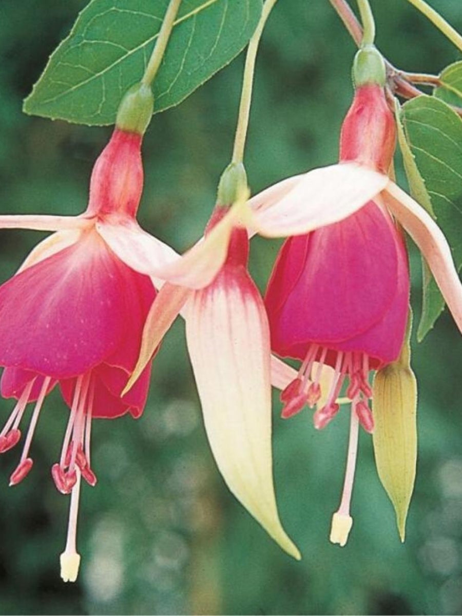 Fuchsia Basket | Cascade