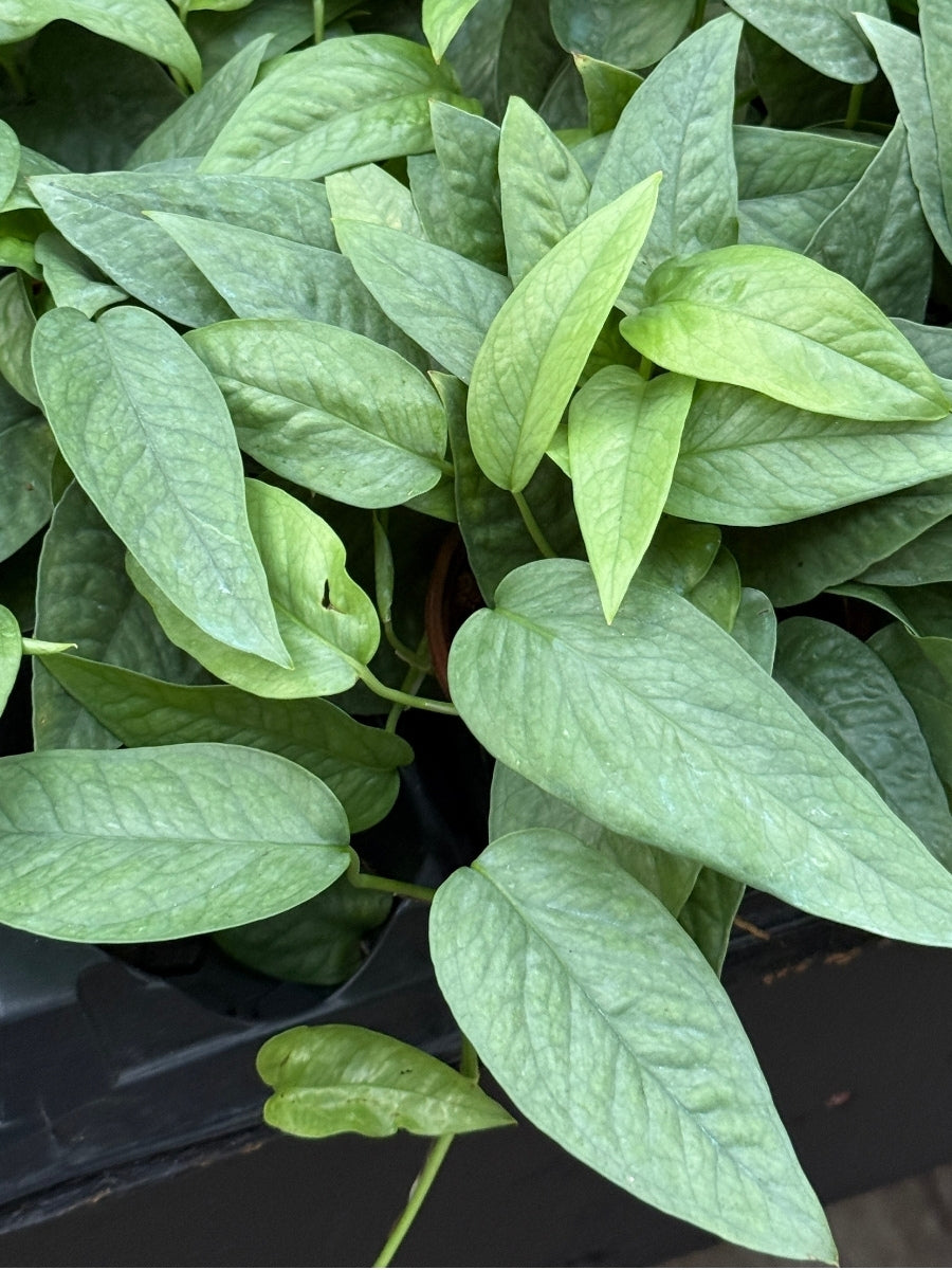 Epipremnum Pothos Cebu Blue