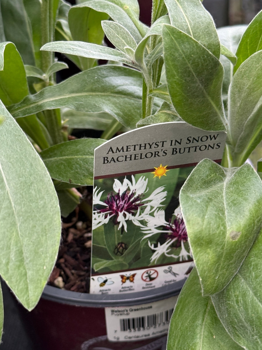 Centaurea 'Amethyst in Snow' 1G