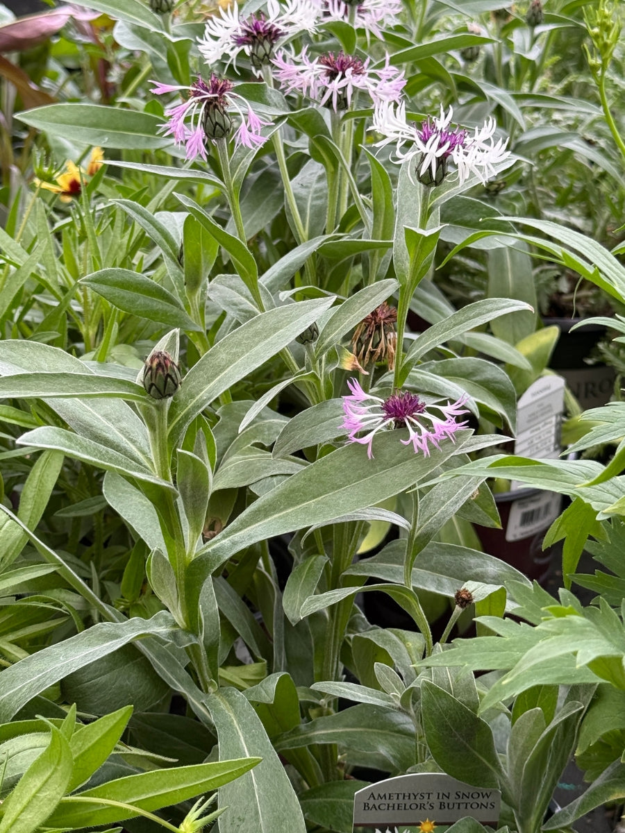 Centaurea 'Amethyst in Snow' 1G