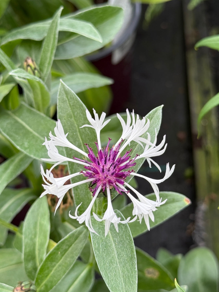 Centaurea 'Amethyst in Snow' 1G