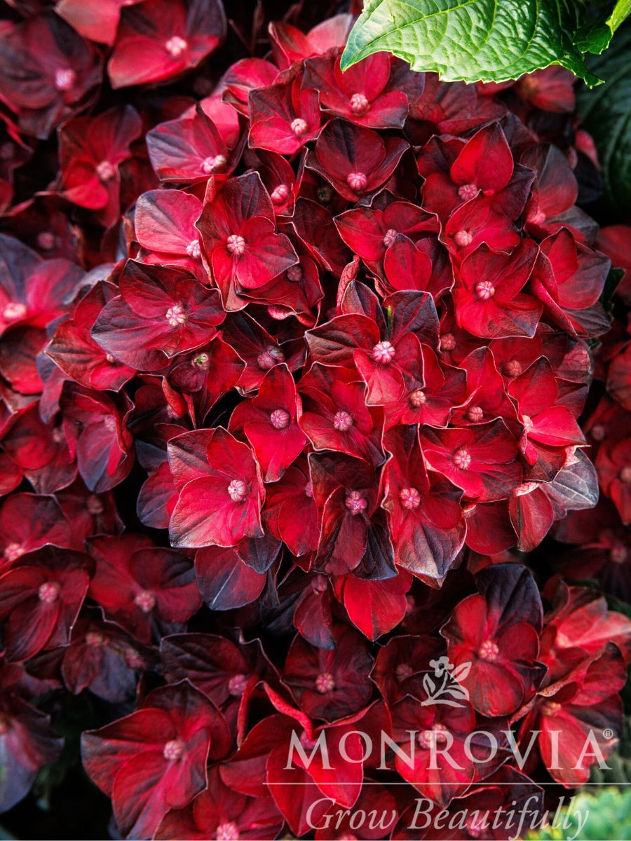 Hydrangea Centennial Ruby