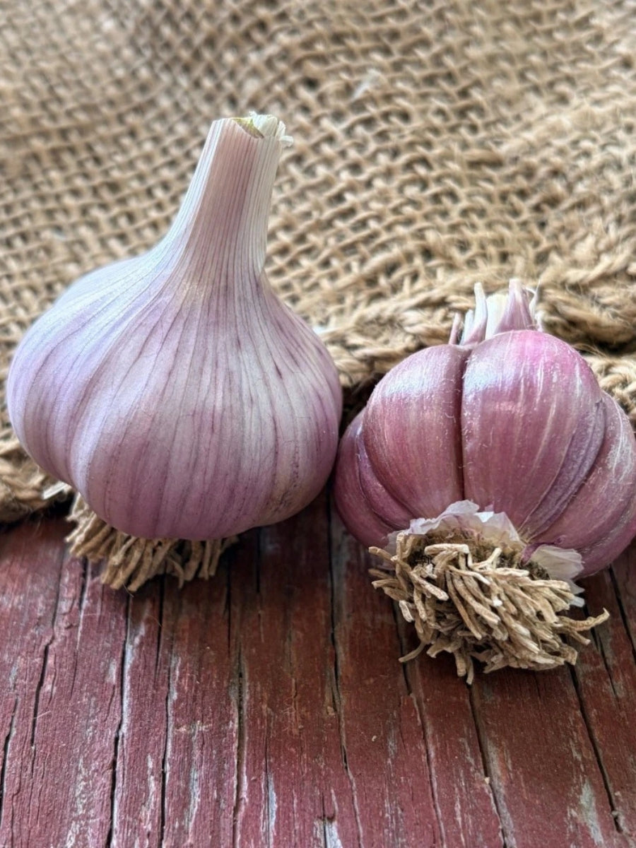 Garlic Hardneck 'Chesnok Red' - Edible Bulb