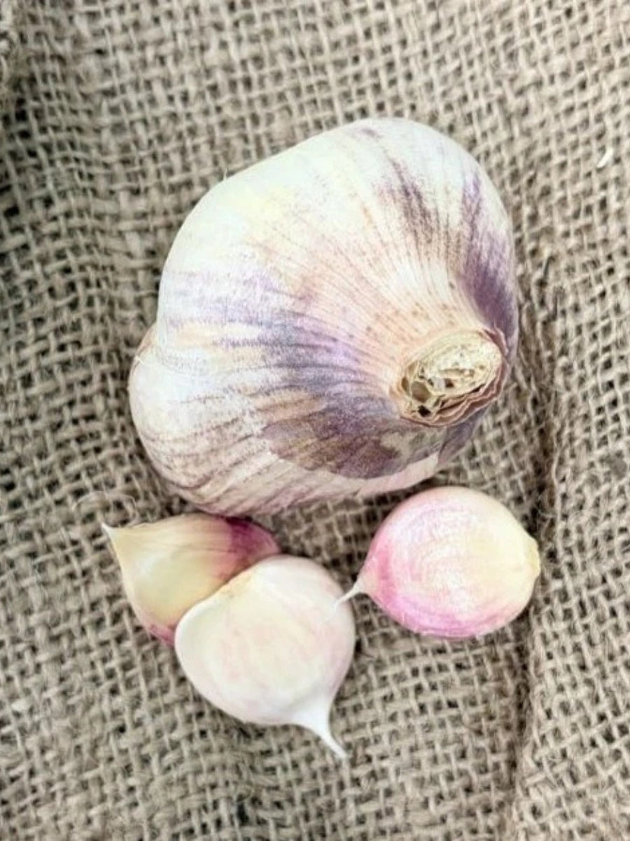 Garlic Bulb - Chets Italian