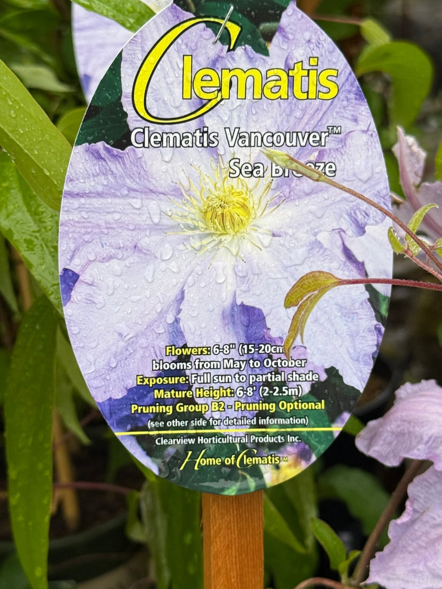 Clematis 'Sea Breeze' 1G