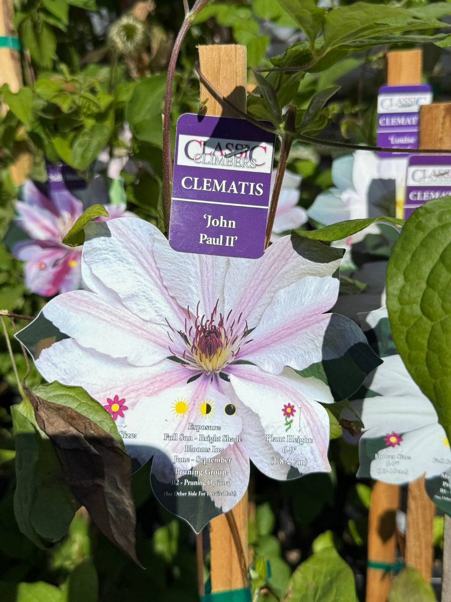 Clematis 'John Paul II' 1G