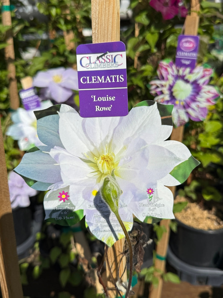 Clematis 'Louise Rowe' 1G