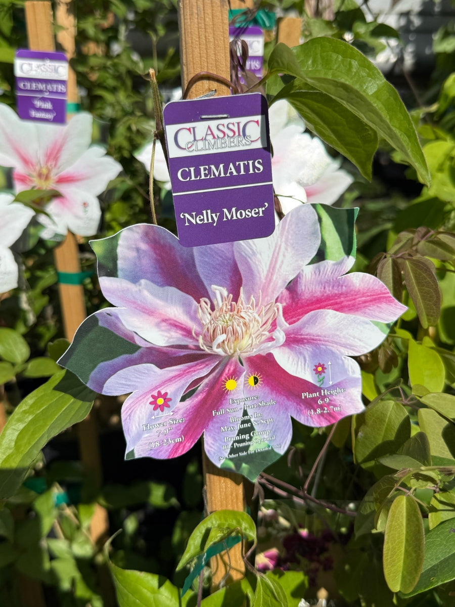 Clematis Nelly Moser – Watson's Greenhouse