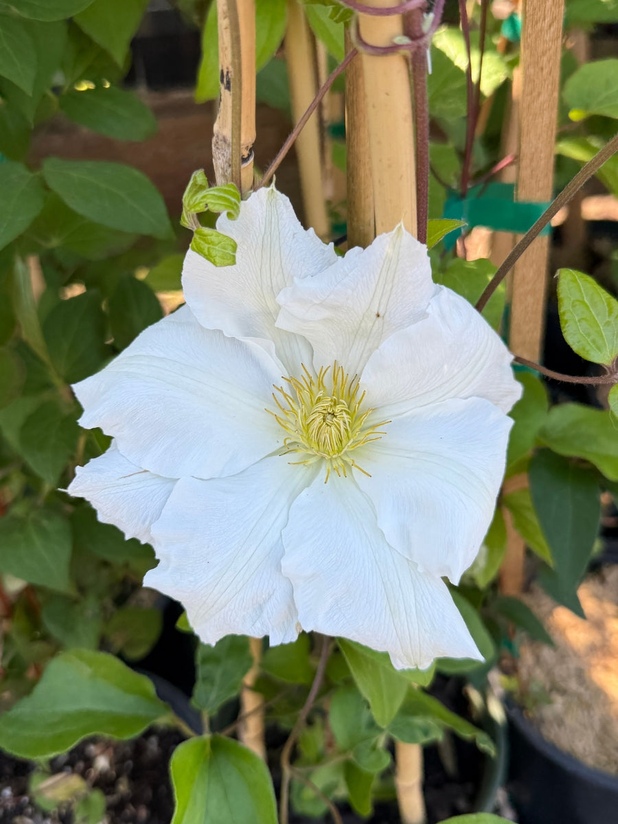 Clematis 'Toki' 1G – Watson's Greenhouse