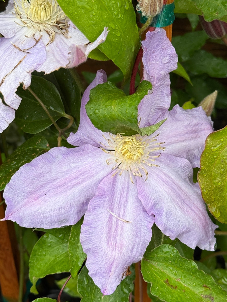 Clematis 'Sea Breeze' 1G