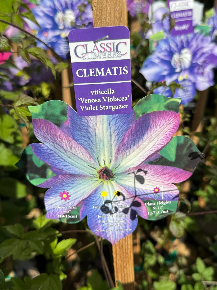 Clematis viticella 'Venosa Violacea' 1G