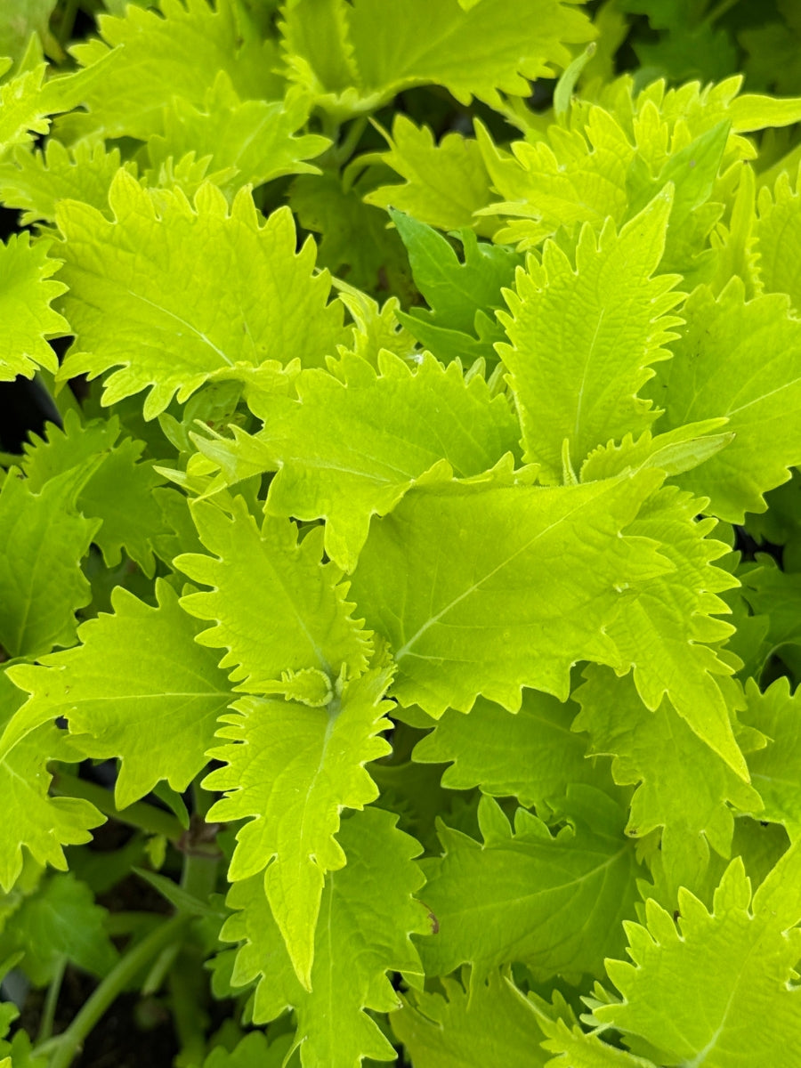 Coleus Wasabi 4”