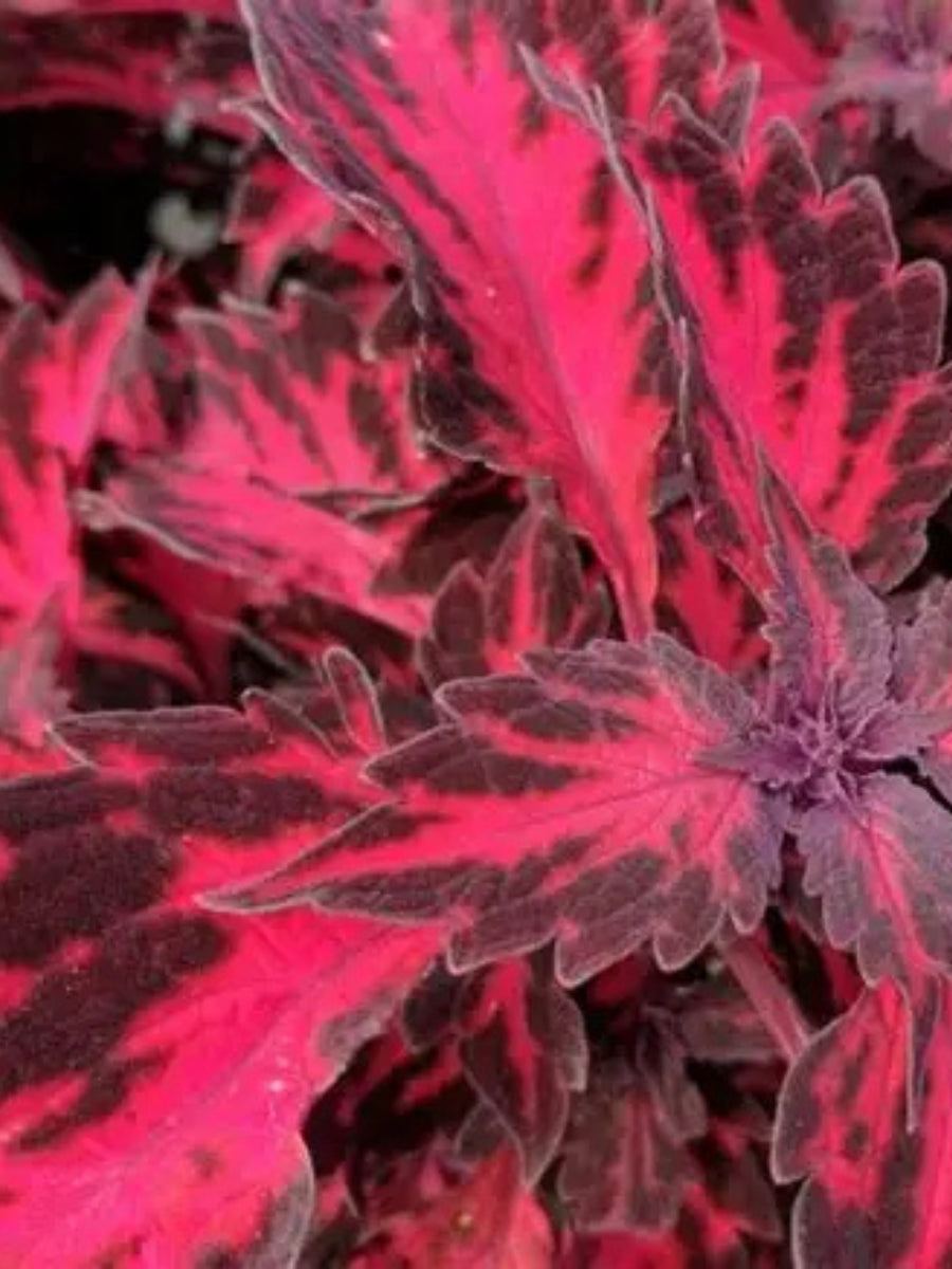 Coleus 'Downtown Royalty' 4''