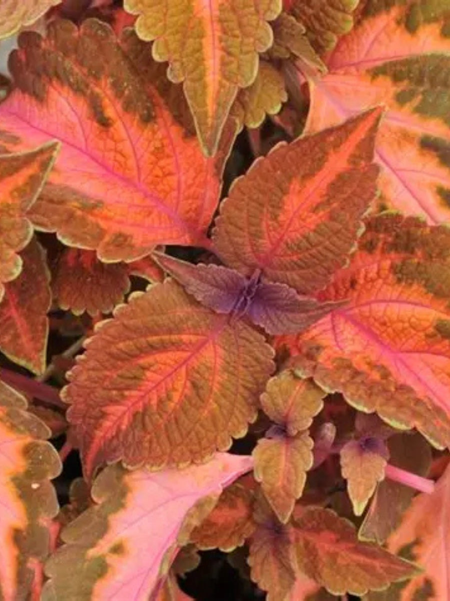 Coleus 'Main Street Sunset Boulevard' 4''
