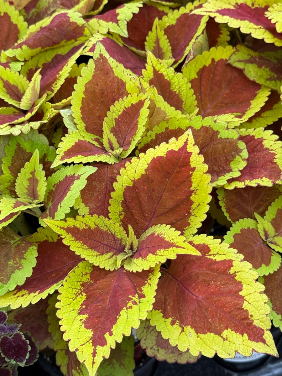 Coleus Volcanica 'Trusty Rusty' 4''