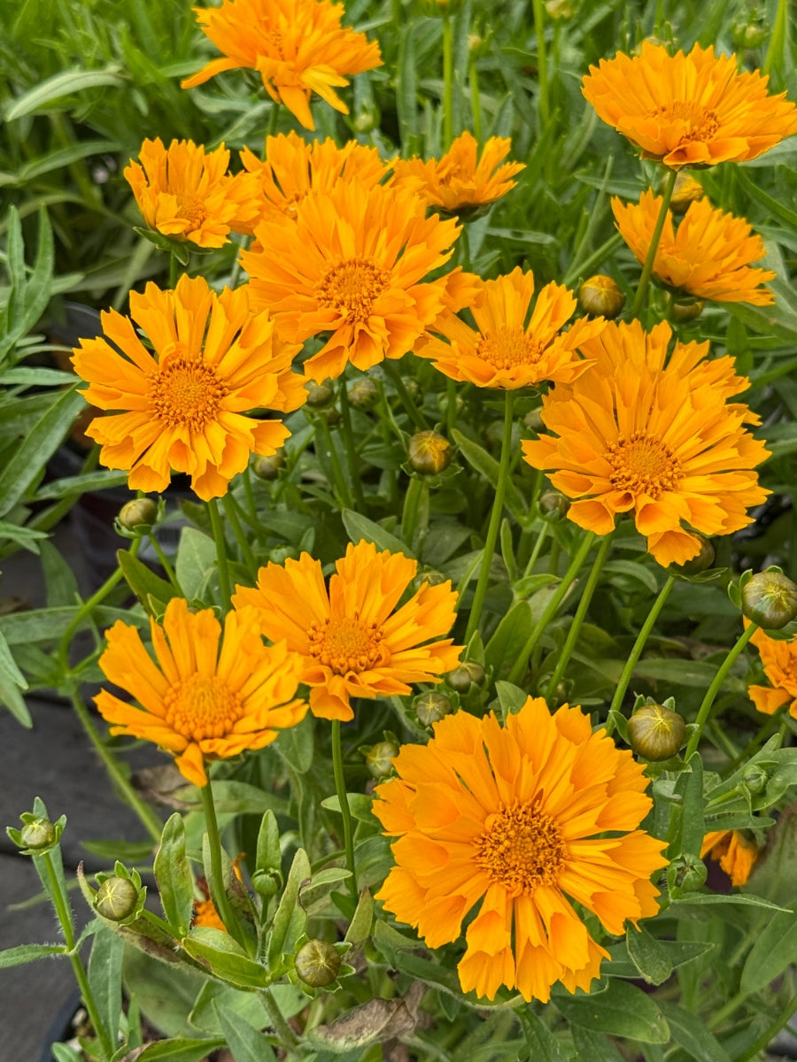 Coreopsis 'Jethro Tull' 1G