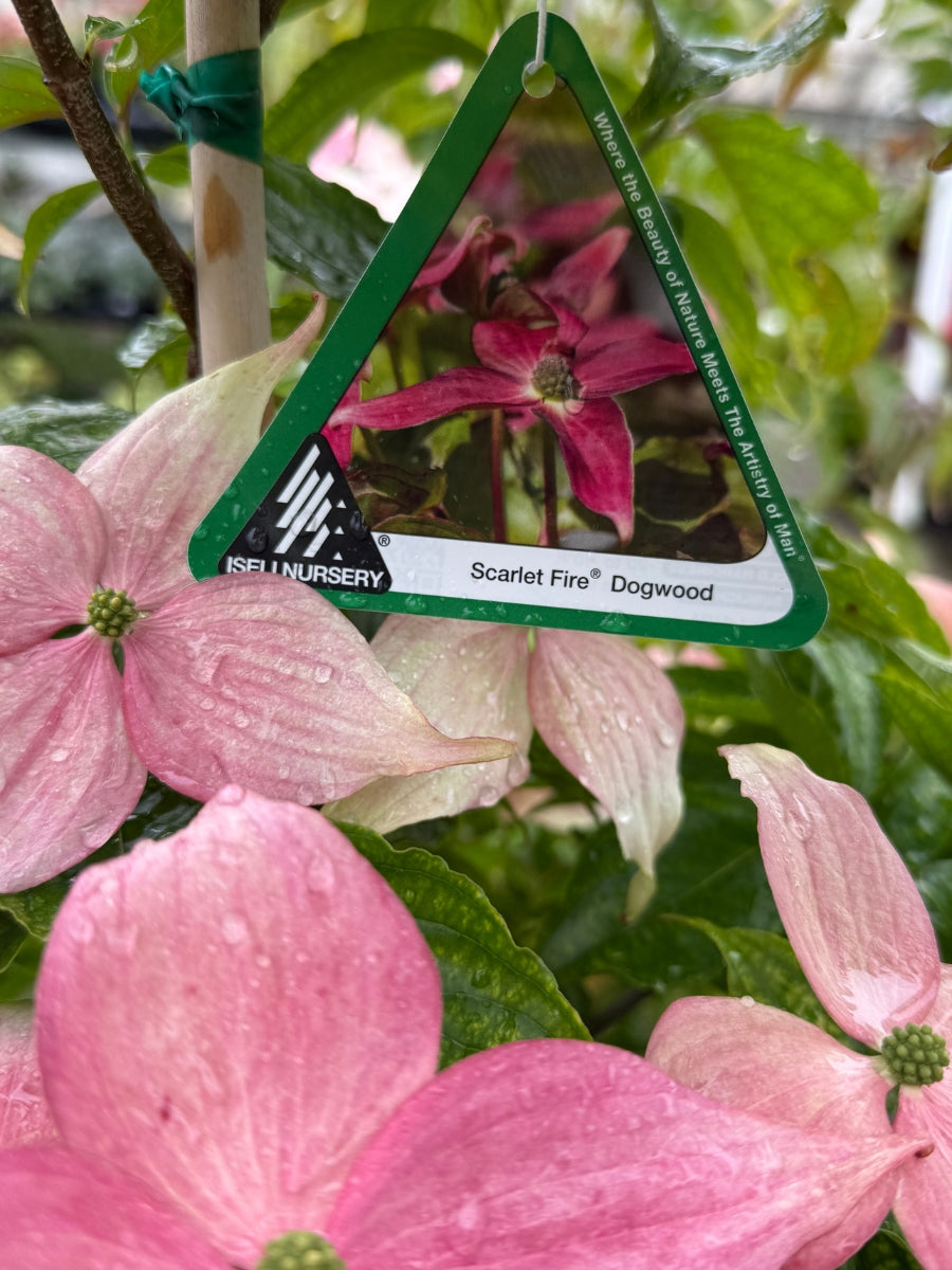 Cornus K 'Scarlet Fire'® Dogwood