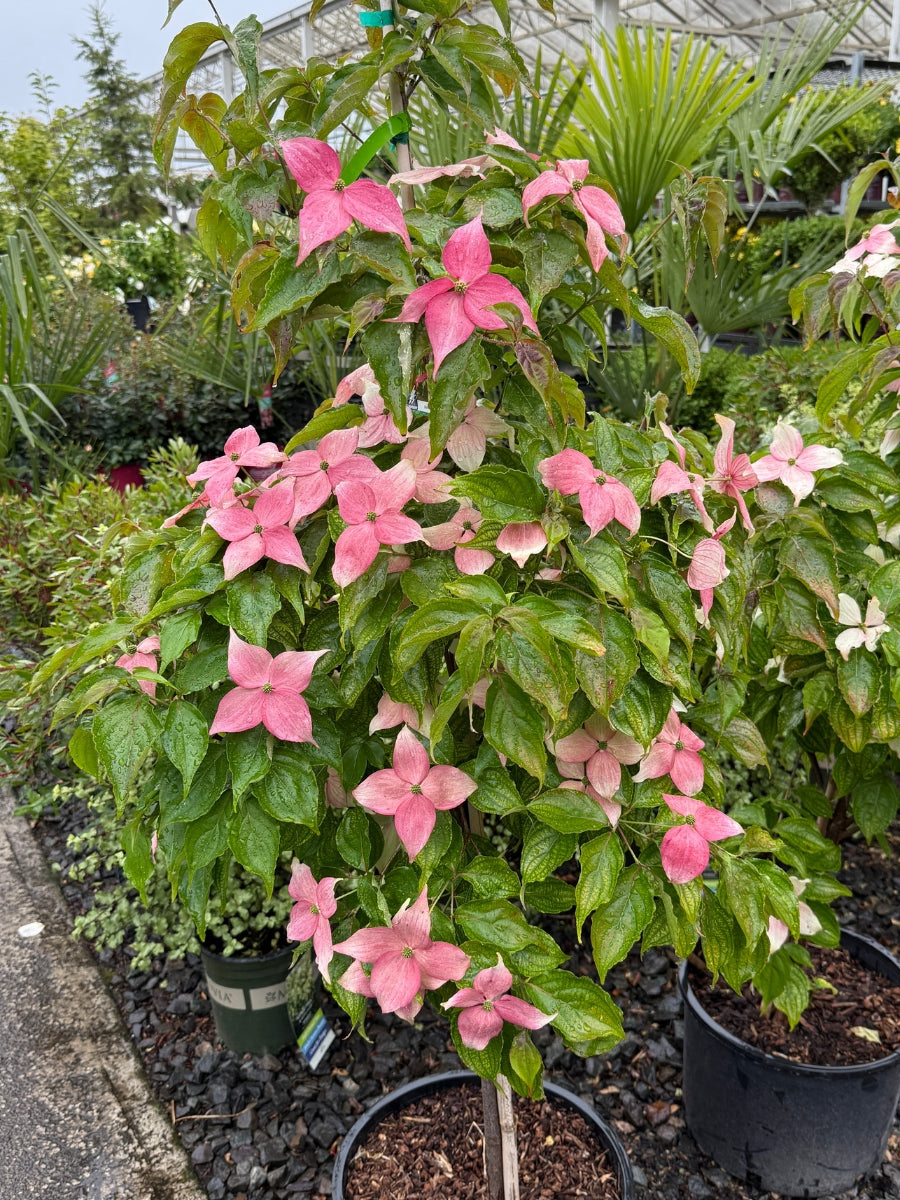 Cornus K 'Scarlet Fire'® Dogwood