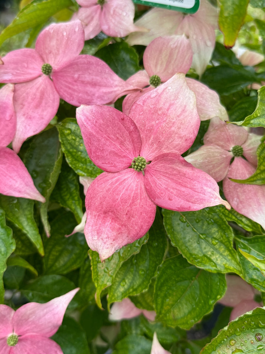 Cornus K 'Scarlet Fire'® Dogwood
