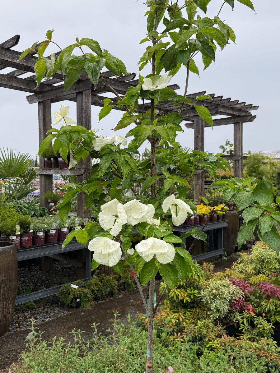 Cornus 'Venus' Dogwood