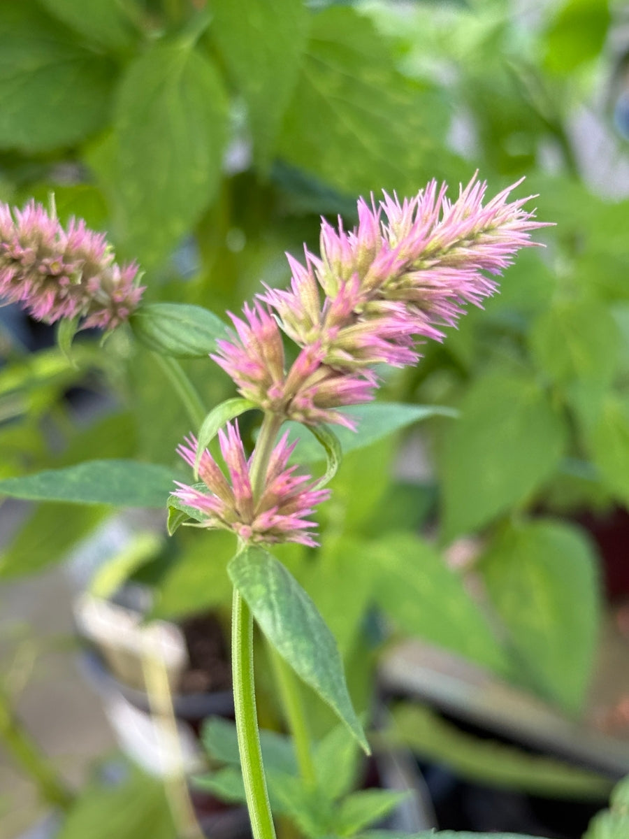 Agastache 'Cotton Candy' 1G