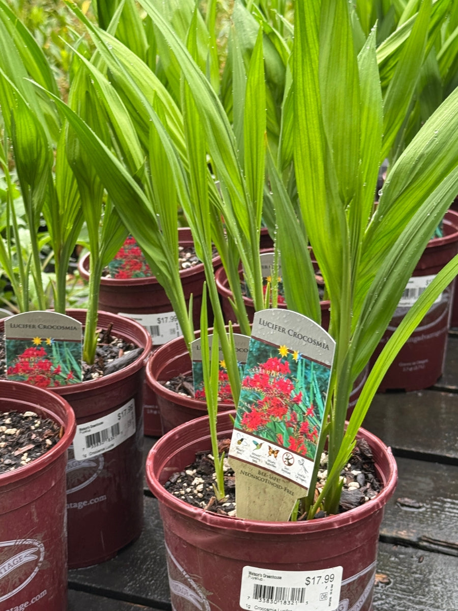 Crocosmia 'Lucifer' 1G – Watson's Greenhouse