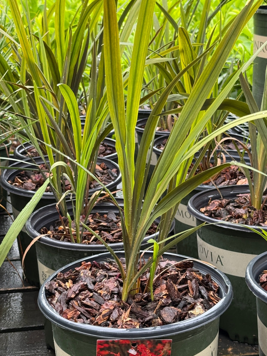 Crocosmia 'Dark Fire' 2G