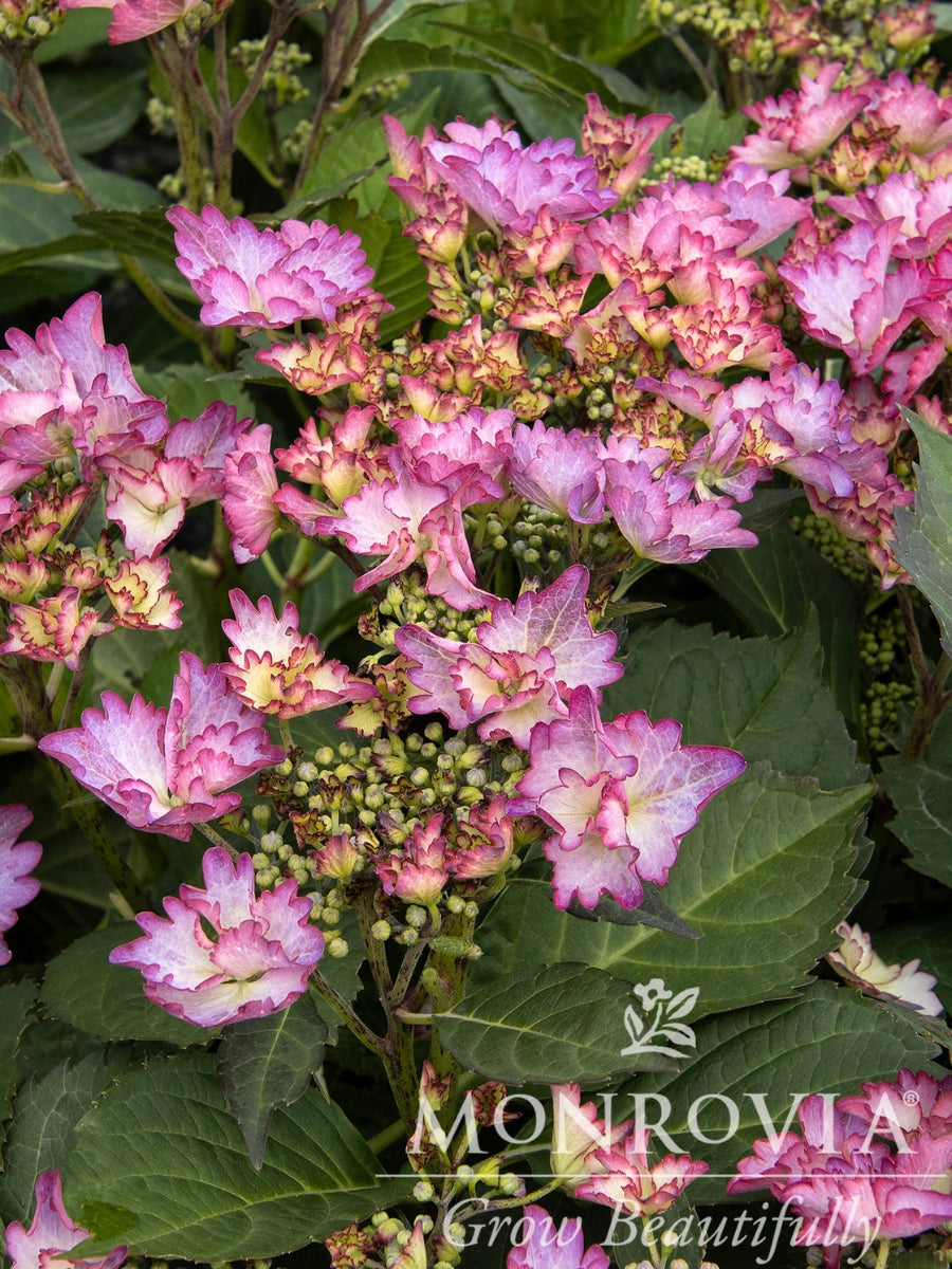 Hydrangea macrophylla 'Crystal Cove' 2G
