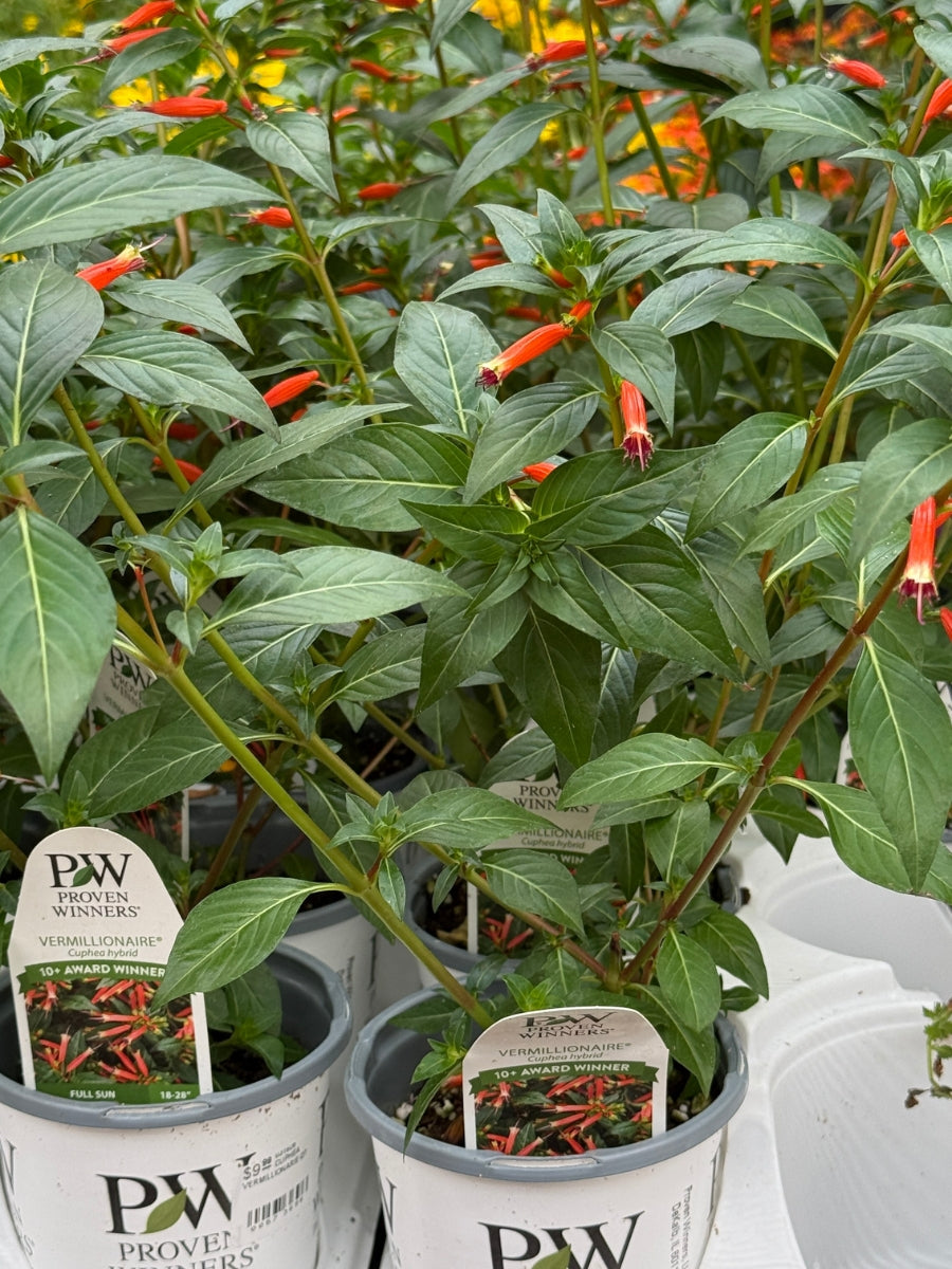 Proven Winner Vermillionaire® Cuphea Hybrid Qt.