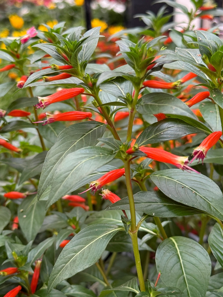 Proven Winner Vermillionaire® Cuphea Hybrid Qt.